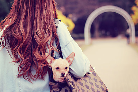 woman carrying short-coat dog in bag at daytime thumbnail