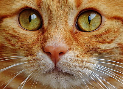 closeup photo of orange tabby cat thumbnail