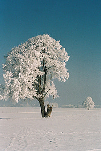 white leafed tree on snow field thumbnail