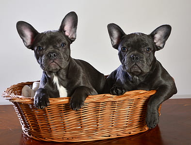 two black-and-white French bulldogs lying on wicker basket thumbnail
