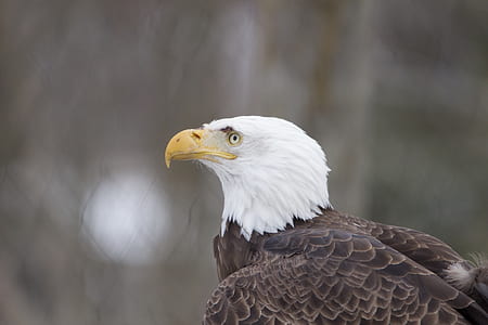 bald eagle photo thumbnail