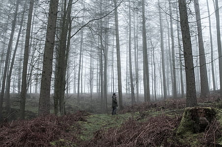 man standing surrounded by trees during daytime thumbnail