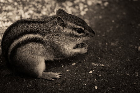 grayscale photo of chipmunk on ground thumbnail