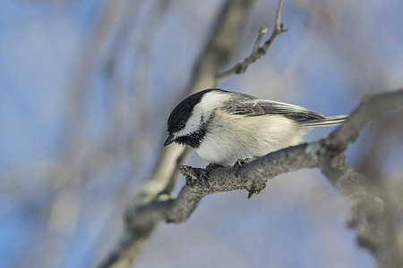 white and black bird standing on tree branch thumbnail