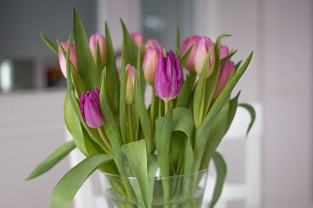 purple and pink tulips in clear glass vase thumbnail