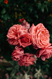 closeup photography of red rose flowers thumbnail