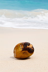 brown coconut near beachline thumbnail
