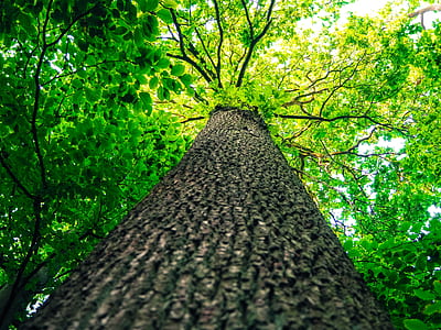 worm's-eye view photography of tree thumbnail