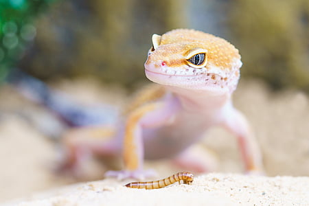 brown lizard thumbnail