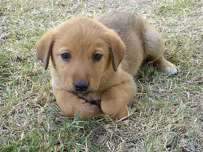 sable puppy lying on grass field thumbnail