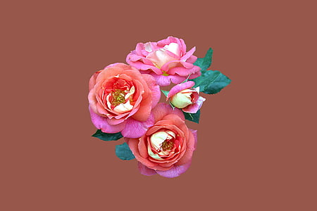 red petal flowers thumbnail
