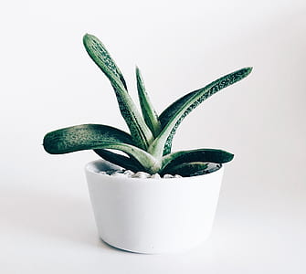 green plants thumbnail