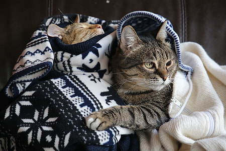 photo of silver tabby cat thumbnail