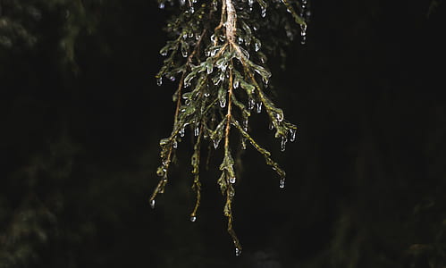 water drops on leaf thumbnail
