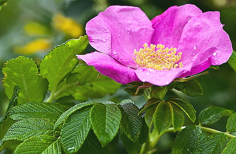 pink flower in bloom thumbnail