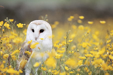 white owl in yellow flower field during daytime thumbnail
