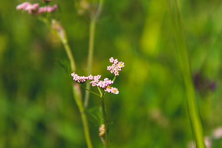 Cluster Pink Petaled Flowers in Bloom at Daytime thumbnail