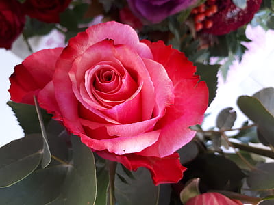 Red Rose thumbnail