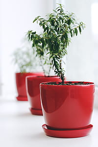 plant, green, leaf, planter, pot thumbnail