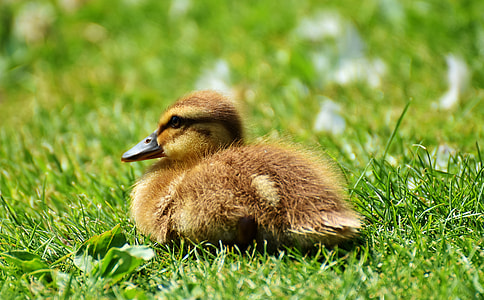 brown and yellow duckling on green grass thumbnail