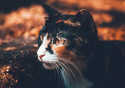 close up photography of black, orange, and white cat thumbnail