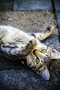 silver tabby cat laying down on concrete surface thumbnail