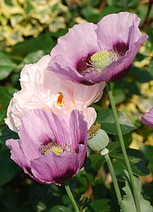 pink flowers thumbnail