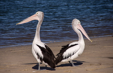 two black-and-white pelicans on sea shore thumbnail