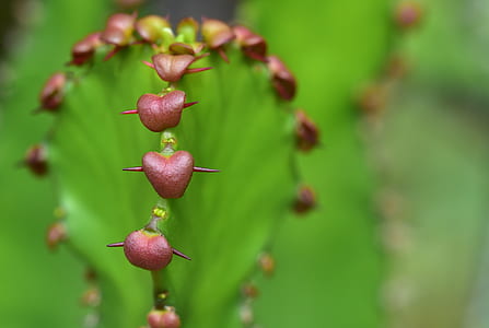 selective-focus photography of green leafed plant thumbnail