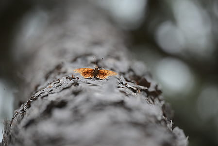 selective photo of brown butterfly selective focus photo thumbnail