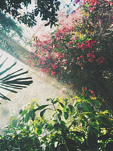 flower garden during daytime thumbnail