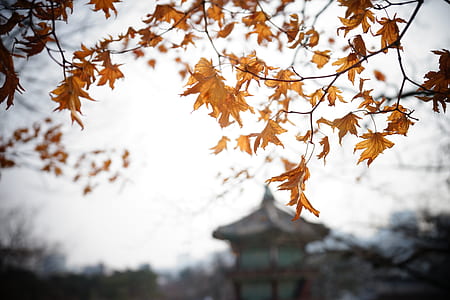 brown leafed tree thumbnail