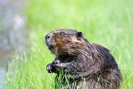 shallow focus photo of beaver thumbnail