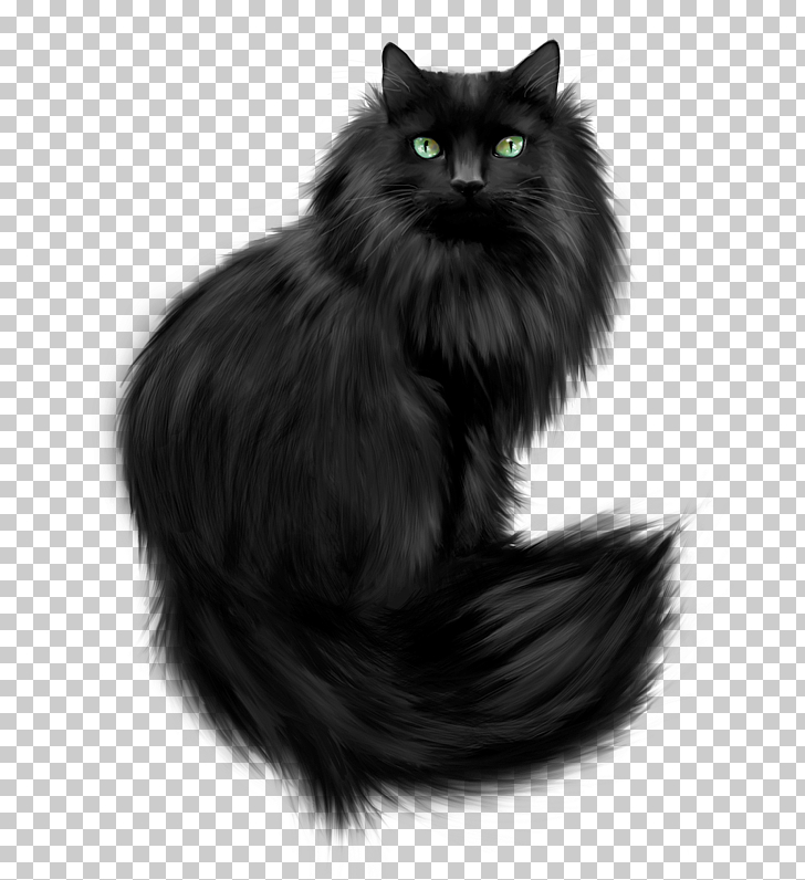 Dog Cat Relationship Dog Cat Relationship Kitten Pet Black Dog