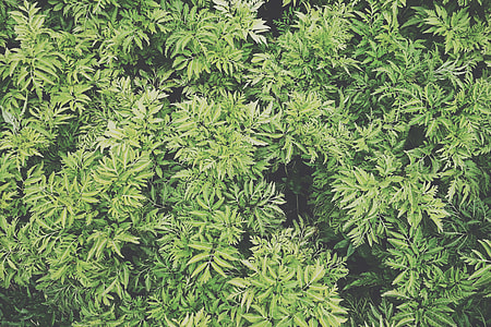 green plants thumbnail