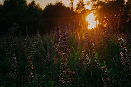 Purple Flowers thumbnail