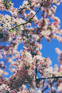 closeup photo of white and pink crabapple tree during daytime thumbnail