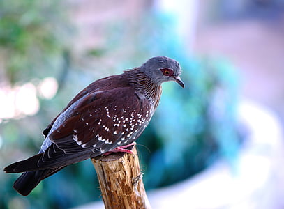 selective focus photography of brown and blue bird thumbnail