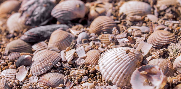 seashell lot thumbnail