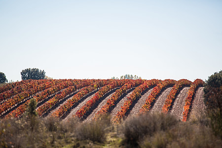 brown leafed plant field under blue sky thumbnail