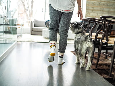 person walking with dog thumbnail
