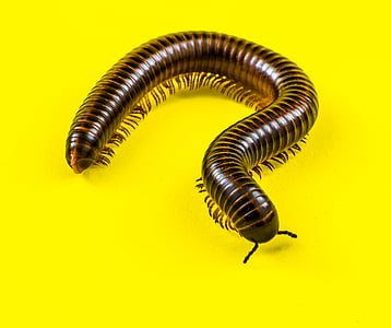 brown millipede thumbnail