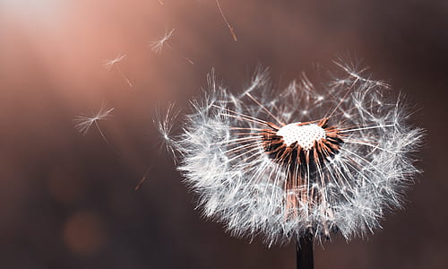 macro shot photography of dandelion flower thumbnail