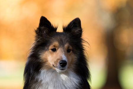 tan, black, and white dog thumbnail