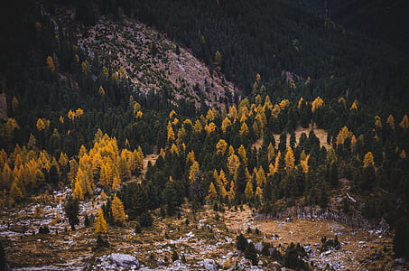 photo of green and yellow trees thumbnail