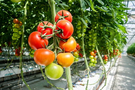 closeup photo of tomatoes thumbnail