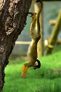close up photography of monkey on tree thumbnail