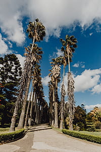 Tropical Botanical Garden in Belem, Lisbon, Portugal thumbnail