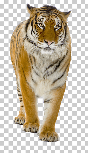 Tiger Lion, Tiger Tigers, Bengal tiger PNG clipart