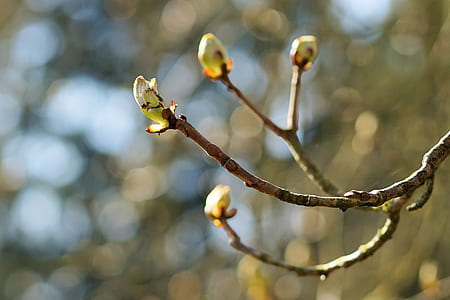 selective focus photography of green-and-orange petaled flowers thumbnail